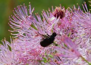 36 Thalictrum aquilegifolium  (Pigamo colombino) con ospite